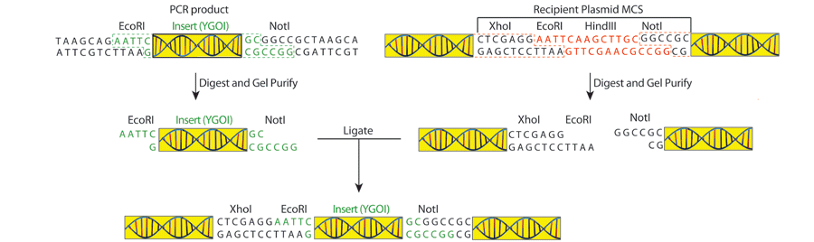 Addgene Plasmid Cloning by PCR (with Protocols)