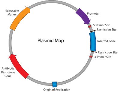 PlasmidMap.png